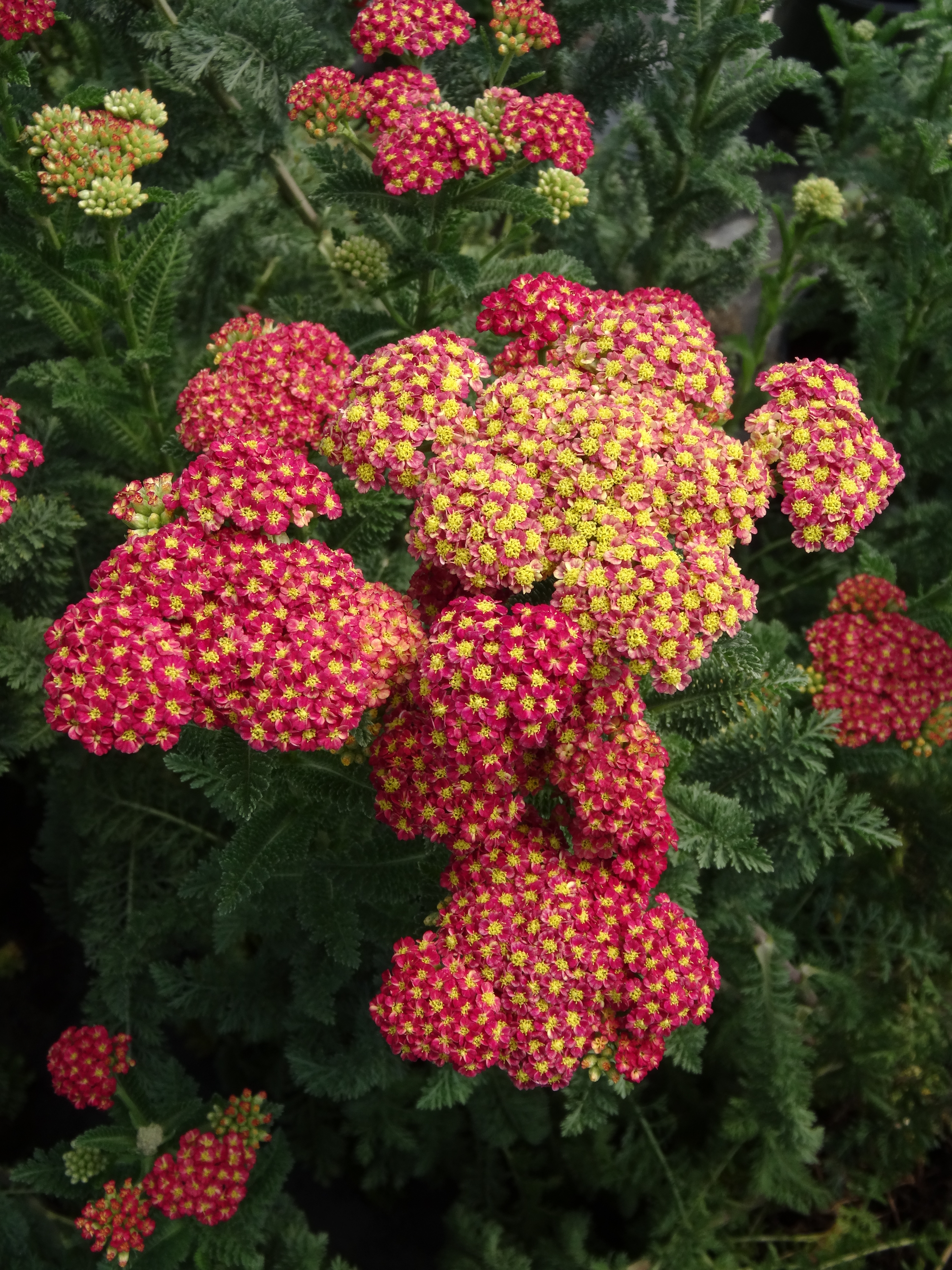 HIRES-Achillea-millefolium-Strawberry-Seduction – O'Donal's Nursery