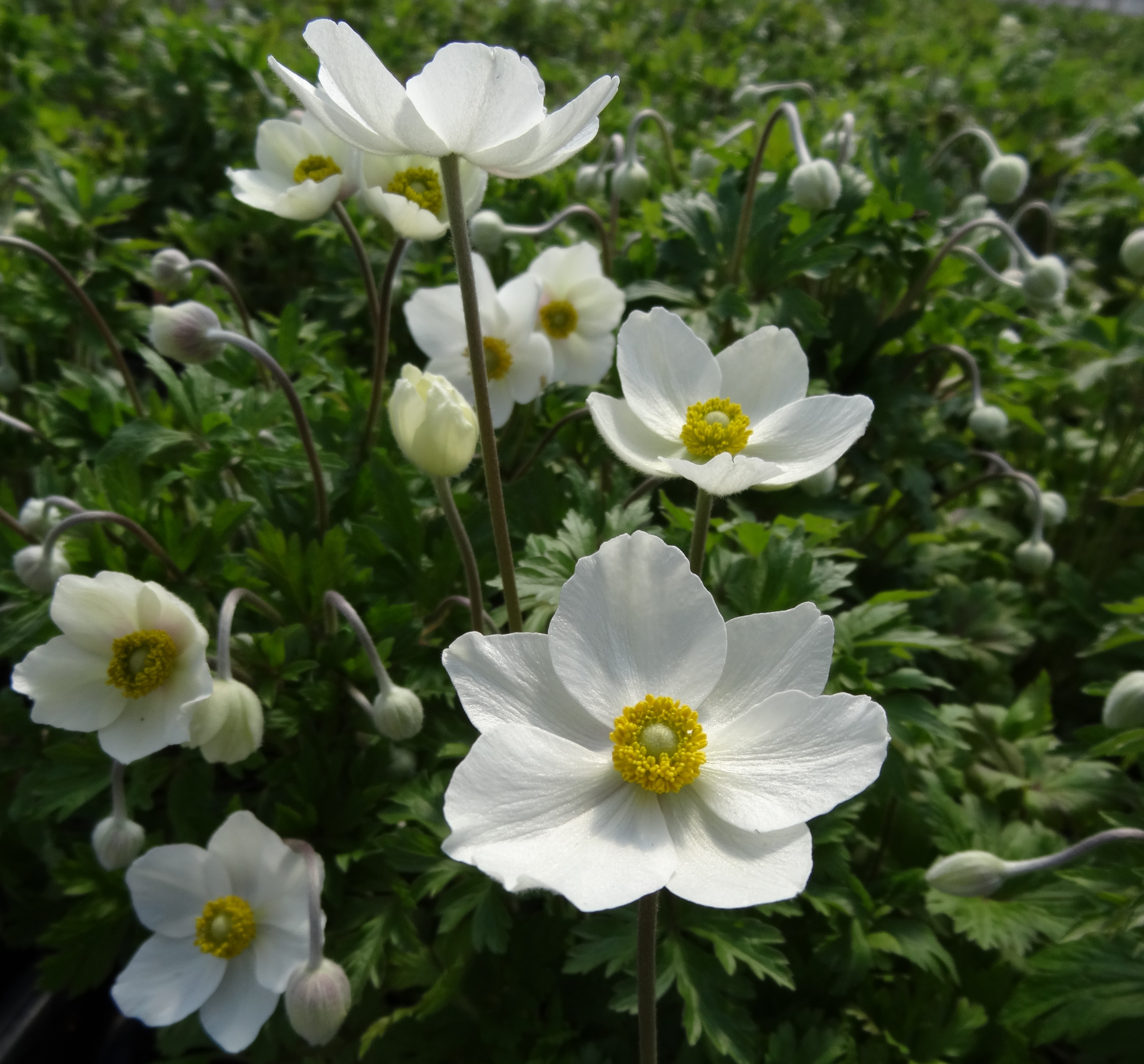 HIRES-Anemone-sylvestris – O'Donal's Nursery