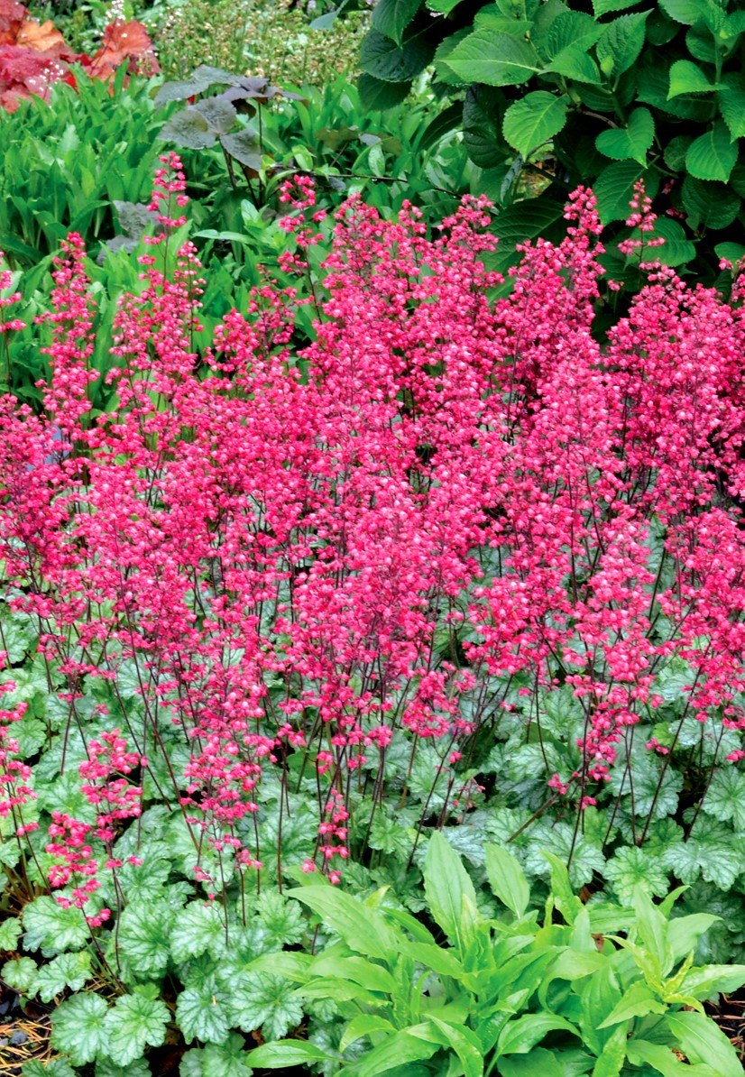 HIRES-Heuchera-Paris – O'Donal's Nursery