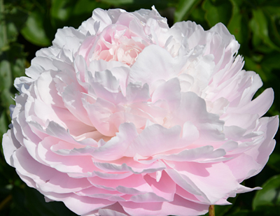 Paeonia ‘Moon River’ flw RK13 2 – O'Donal's Nursery