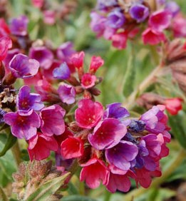 Pulmonaria Raspberry Splash credit VBN – O'Donal's Nursery