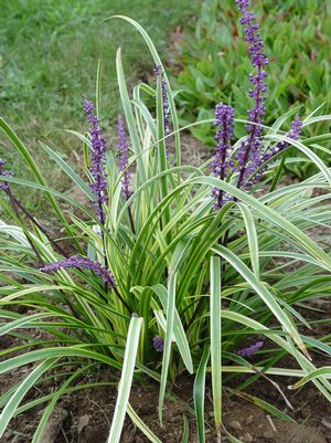 liriope muscari variegata credit prides – O'Donal's Nursery