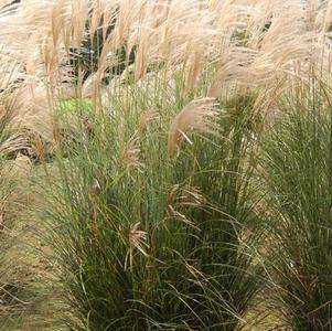 Grass Miscanthus Sinensis ‘scout’ – O'donal's Nursery