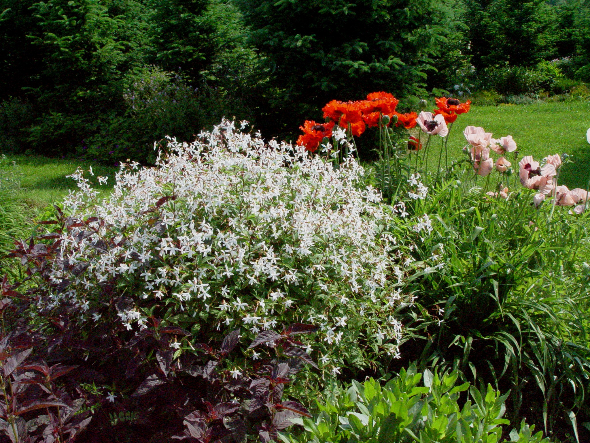 Gillenia-trifoliata-Len-garden – O'Donal's Nursery