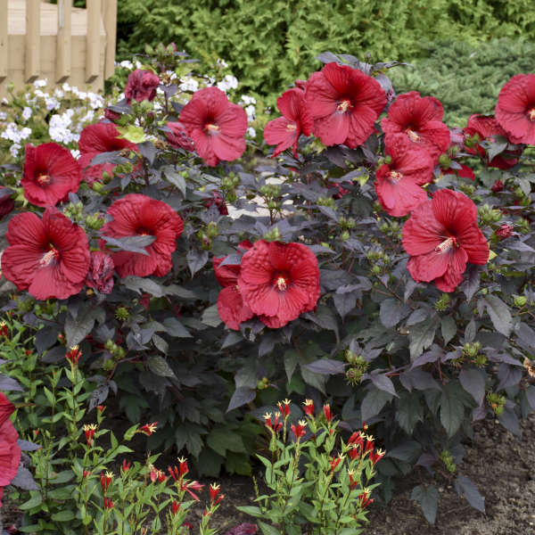 Hibiscus Holy Grail WG – O'Donal's Nursery