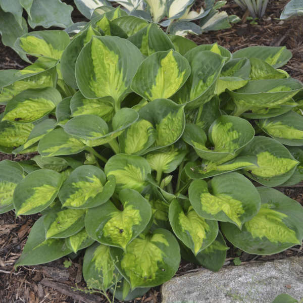 Hosta Pocket Full of Sunshine WG – O'Donal's Nursery