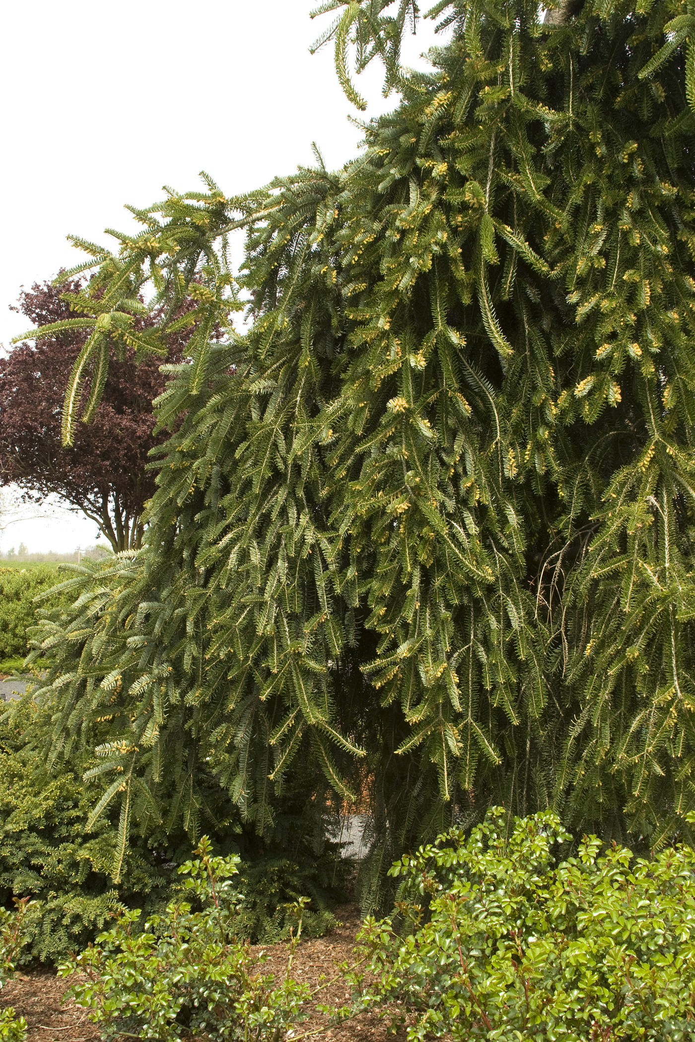 Picea Abies pendula