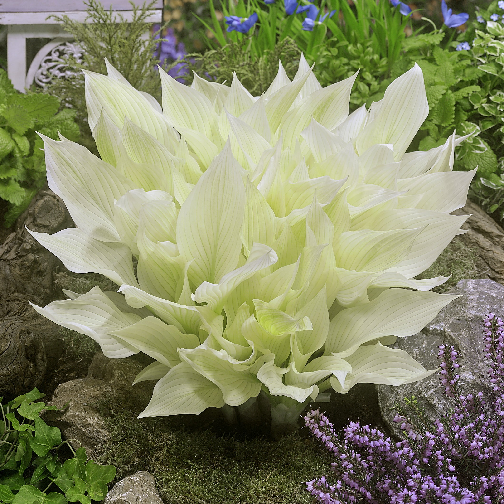 HIRES-Hosta-White-Feather (1) – O'Donal's Nursery