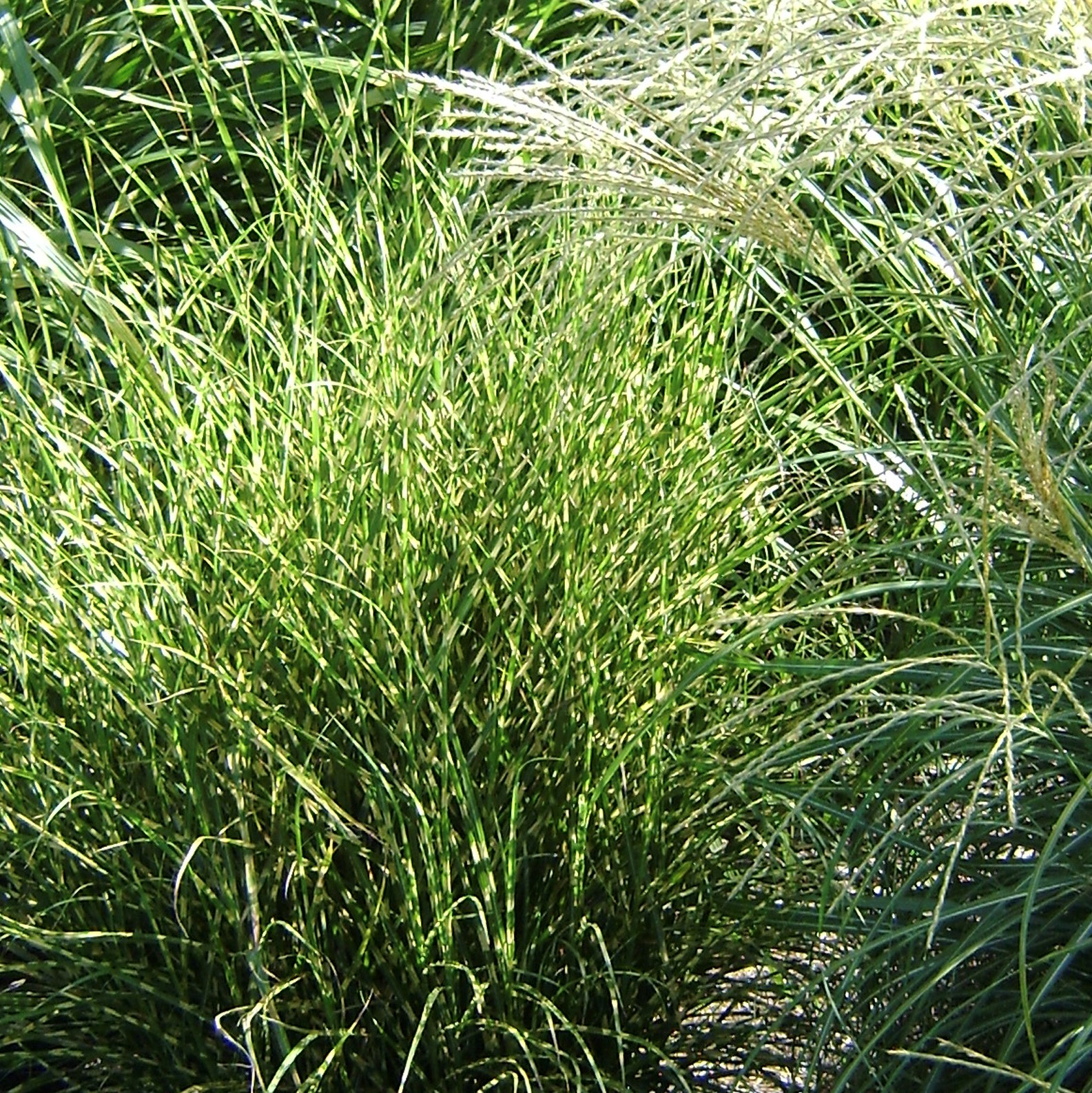 Miscanthus_Bandwidth__End_01.jpg Hoffman Nursery – O'Donal's Nursery