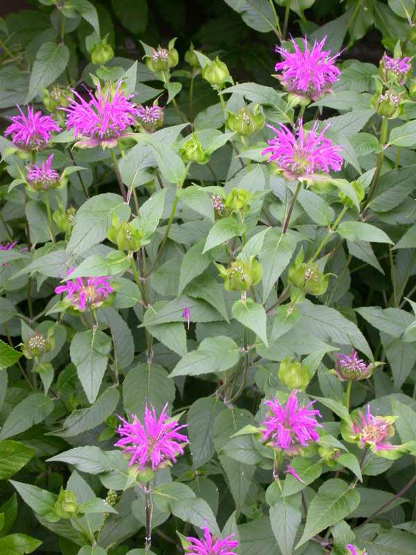 Monarda Blue Stocking Missouri Bot Gdn – O'Donal's Nursery