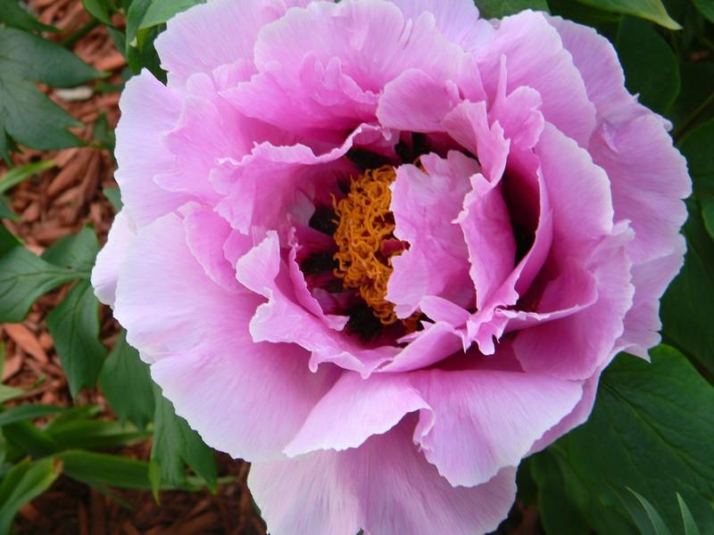 Peony suffruticosa ‘Chojuraku’ Lavender Tree Peony – O'Donal's Nursery