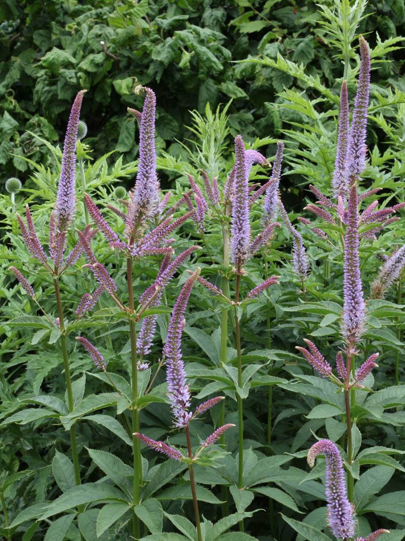 Veronicastrum virginicum Fascination – O'Donal's Nursery