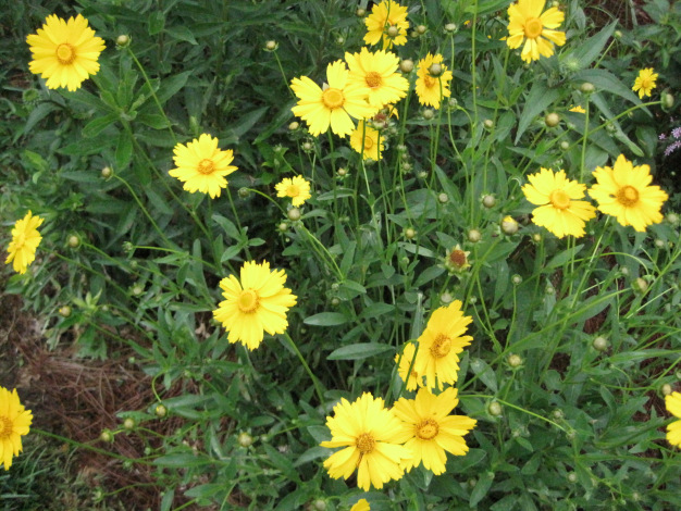 coreopsis-lanceolata – O'Donal's Nursery