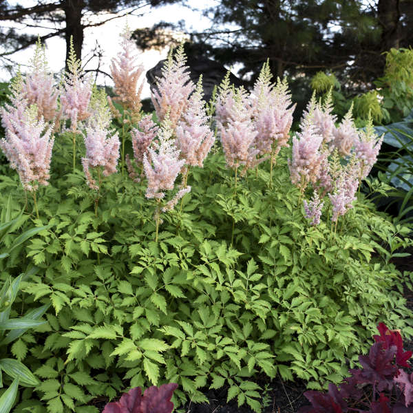 Astilbe chinensis Milk and Honey WG – O'Donal's Nursery