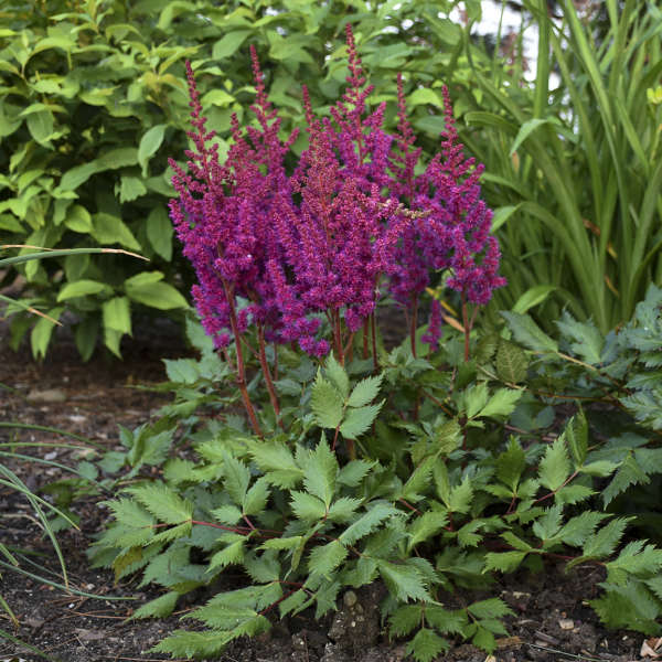 Astilbe chinensis Vision in Red WG – O'Donal's Nursery