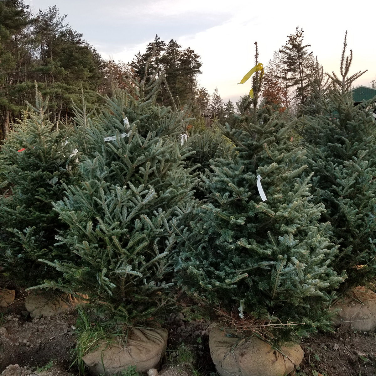 Christmas tree shop nursery