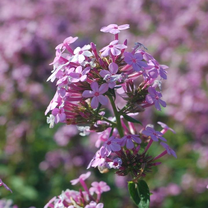 Perennial Plant Of The Year 2024 O Donal S Nursery   Phlox Jeana Closeup PCF E1705425258221 